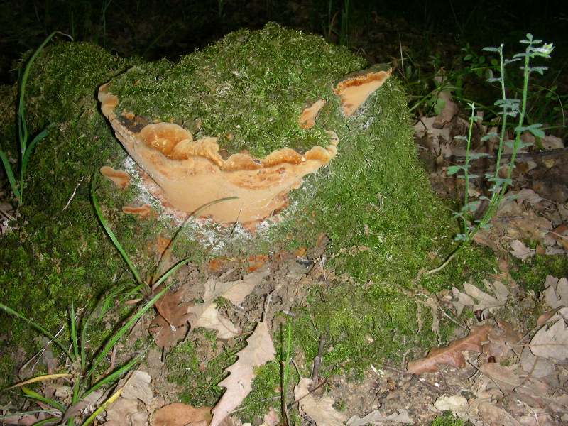 2)Fotografati il12.06.2012. sotto Quercia (bosco asciutto)